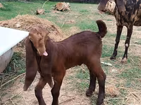 Jarac, Nubian Goat — fotografija 4