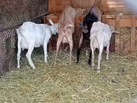 बकरी, Saanen goat — फ़ोटो 6