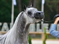 Kůň, Thoroughbred horse — foto 2