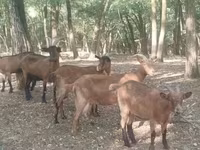 Caprone, Capre — foto 1