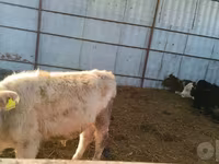 گاو نر, Simmental cattle — عکس 5