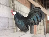 مينوركا — الصورة 6