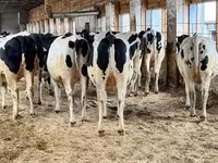 Vaca, Raza Holstein — foto 1
