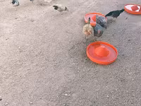 Chickens — Foto 2