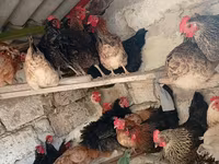 Chickens — الصورة 6