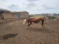 Tyre, Simmental cattle — foto 6