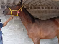 Cal, Friesian sport horse — foto 8