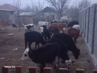 Wad, Sheep — sawirka 2