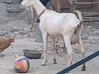 Koza, Alpine goat — foto 1