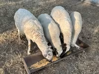 Ido, Sheep — sawirka 2