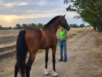 گھوڑا, Westphalian — تصویر 3