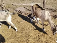 Ziege, Boer goat — Foto 2