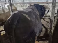 Banteng, Cattle — foto 2