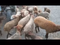میش, گوسفند — عکس 4
