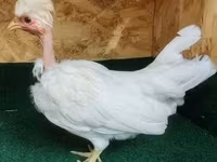 Guinea fowl — புகைப்படம் 2