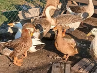 Ducks — ảnh 5