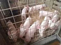 Schweine (Partie, Geschlecht nicht angegeben), Schweine — Foto 6