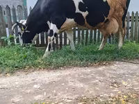ላም, Russian Black pied cattle — ፎቶ 1