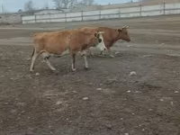 گاو ماده, Simmental cattle — عکس 2