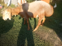 Beran, Arashan sheep — foto 1