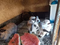 Chickens — foto 3