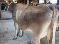 गाय, Swiss cattle — फ़ोटो 5