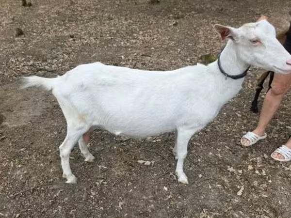 Goat, Saanen goat — Hungary