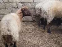 قوچ, Blackheaded Persian sheep — عکس 4