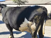 ላም, Holstein breed — ፎቶ 6