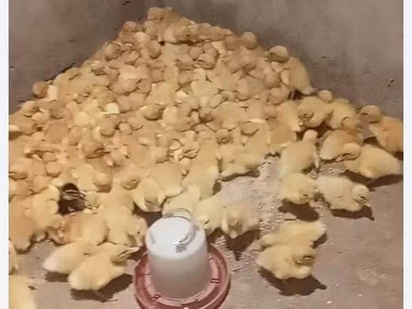 Nemis Pekin