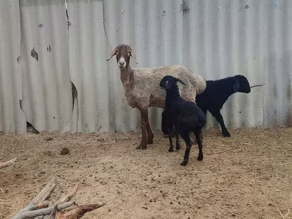 Oveja, Arashan sheep