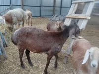 Får, Arashan sheep — foto 5