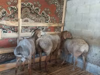 雄羊, Rhon sheep — 写真 1
