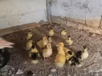 Ducks — عکس 1