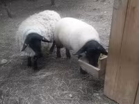 Widder, White Suffolk sheep — Foto 3