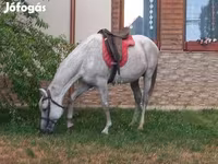 اسب نر, اسب — عکس 7