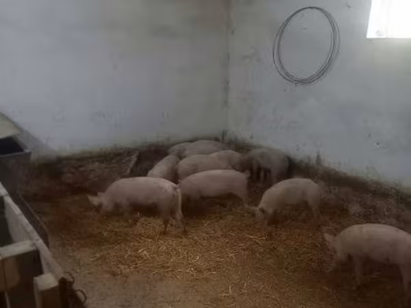 Świnie (partia, płeć nieokreślona), Крупная белая