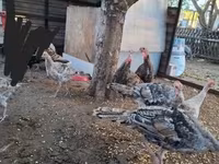 Turkeys — عکس 2