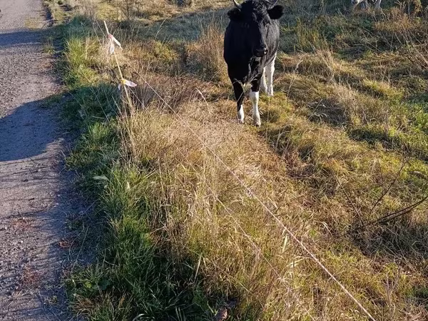 بقرة, Russian Black pied cattle