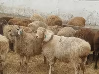 Montone, Pecore — foto 2