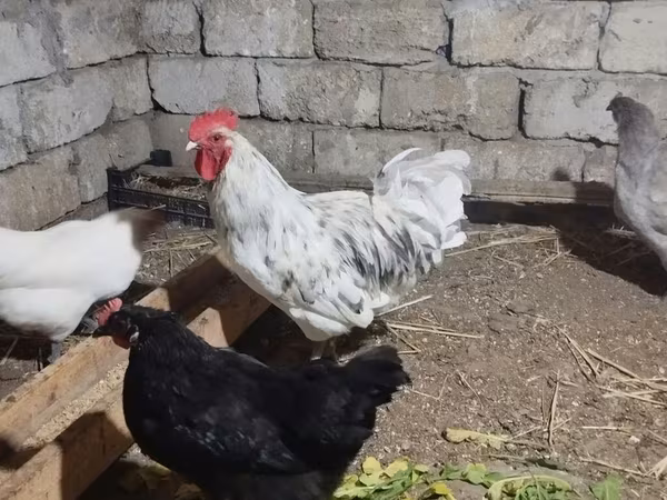 آسترالورپ