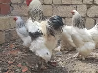 براهما — عکس 1