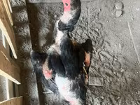 Chickens — ፎቶ 2