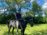 Cal, Anglo-Arabian — foto 1