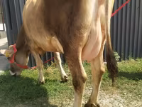 Krowa, Swiss cattle — zdjęcie 1