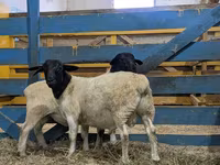 قوچ, Suffolk sheep — عکس 1