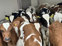牛只（批次，未指定性别）, Russian Black pied cattle — 照片 6