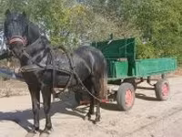 Caballo, Caballos — foto 1