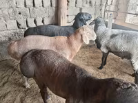 Vædder, Rhon sheep — foto 4