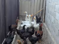Geese — عکس 6